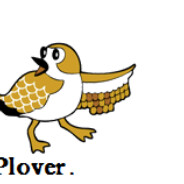 Plover, birdname::dolores